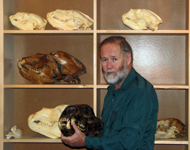 Jim Halfpenny displaying recent & fossil bear skulls